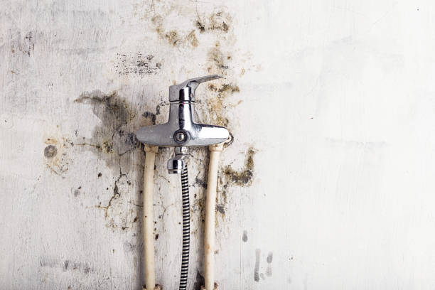 Best Fast Mold Removal  in Arroyo Grande, CA