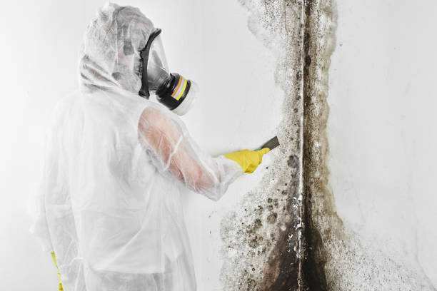 Attic Mold Removal in Arroyo Grande, CA