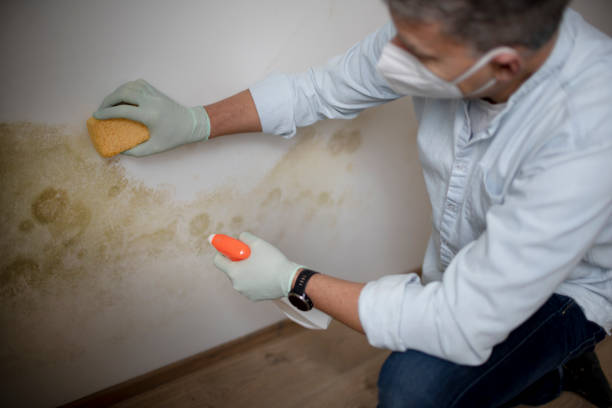 Best Toxic Mold Removal  in Arroyo Grande, CA