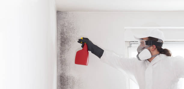Best Mold Cleaning Services  in Arroyo Grande, CA
