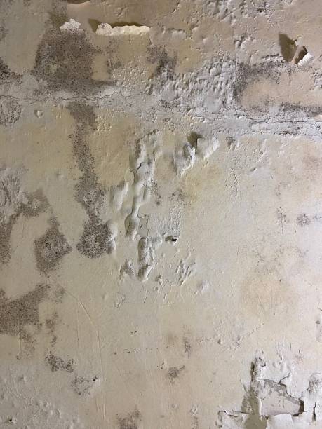 Best Mold Testing  in Arroyo Grande, CA
