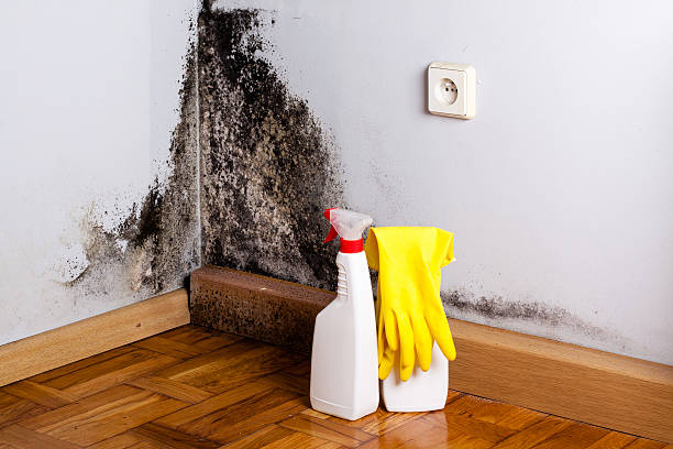 Best Residential Mold Removal  in Arroyo Grande, CA