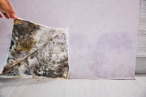 Best Affordable Mold Removal  in Arroyo Grande, CA